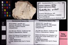 Foto (Objket + Etiketten) von Galatheites zitteli (Moericke, 1889) 